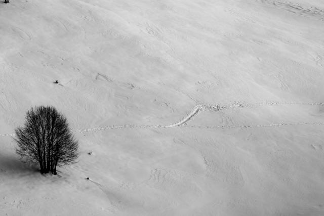 _DSC7433
